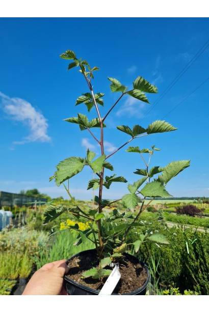 Ежевика ранняя Виктория - 3л/вис.50-70см/Ø30-40см
